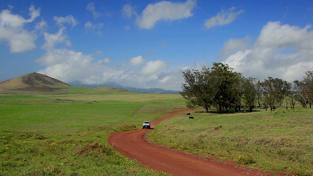 美国夏威夷大岛马纳公路威美亚(Kamuela)，马纳公路上，卡车行驶在马纳路上，牛在吃草视频素材