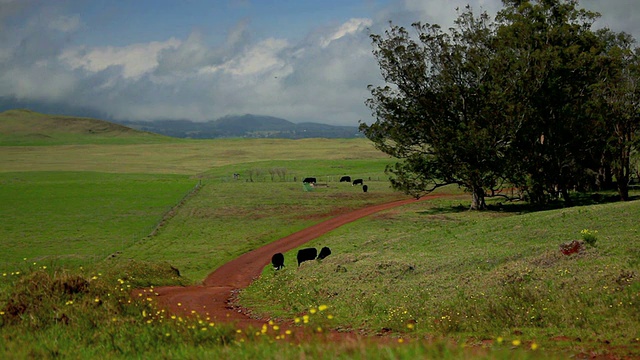 牛在马纳路附近放牧，背景是莫纳克亚山/ Waimea， (Kamuela)，马纳路，夏威夷，大岛，美国视频素材