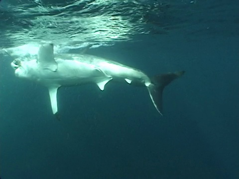 大白鲨(Carcharodon carcharias)冲到船附近的诱饵。南非视频素材