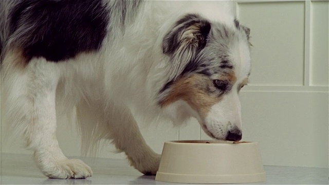 澳大利亚牧羊犬正在吃碗里的食物视频素材