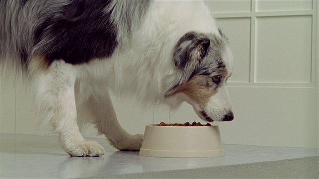 澳大利亚牧羊犬正在吃碗里的食物视频素材