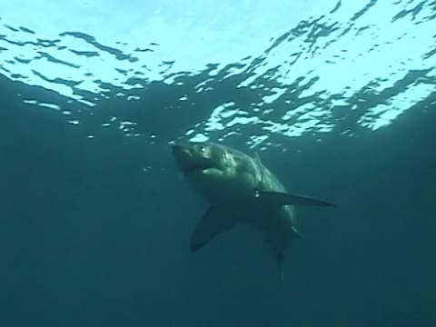 大白鲨(Carcharodon carcharias)游泳，然后跟在船后面的模拟毛皮海豹幼崽。南非视频素材