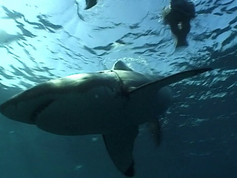 大白鲨(Carcharodon carcharias)跟在船后面的假毛海豹幼崽后面。南非视频素材