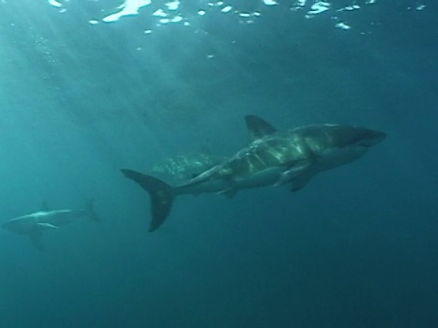 大白鲨(Carcharodon carcharias)， 3游。南非视频素材