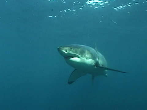 大白鲨(Carcharodon carcharias)游泳。南非视频素材