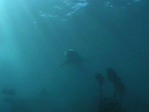 大白鲨(Carcharodon carcharias)游来游去。开普省。南非视频素材