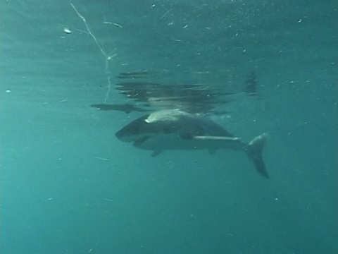 大白鲨(Carcharodon carcharias)游泳调查假海狗幼崽。开普省。南非视频素材