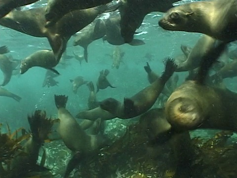 海角海狗(Arctocephalus pusillus)游过海藻和岩石。南非开普省视频素材