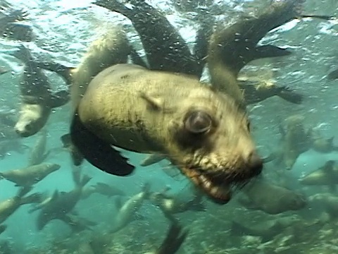 海角海狗(Arctocephalus pusillus)近表面。南非开普省视频素材