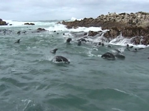 海角海狗(Arctocephalus pusillus)海豚群附近的波浪。南非水域视频素材