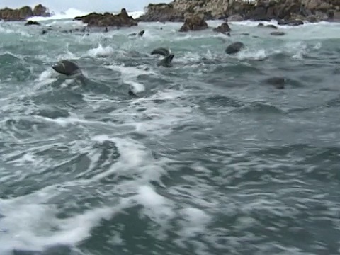 海角海狗(Arctocephalus pusillus)海豚群附近的波浪。南非水域视频素材