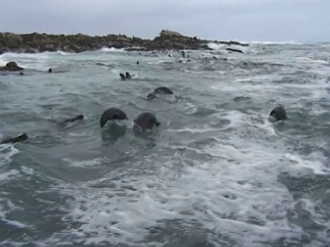 海角海狗(Arctocephalus pusillus)海豚群附近的波浪。南非水域视频素材