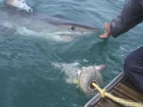 大白鲨(Carcharodon carcharias)，咬在船尾的诱饵，然后被人粗暴对待。南非水域视频素材