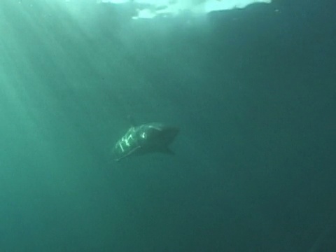 大白鲨(Carcharodon carcharias)游动。南非水域视频素材