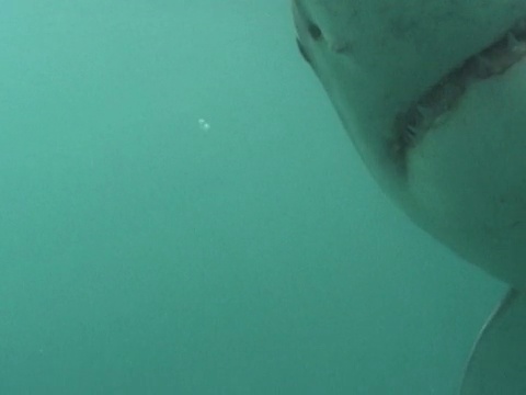 大白鲨(Carcharodon carcharias)游动。南非水域视频素材