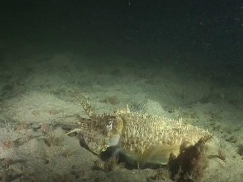 墨鱼在夜间潜行觅食。英国海峡岛视频素材