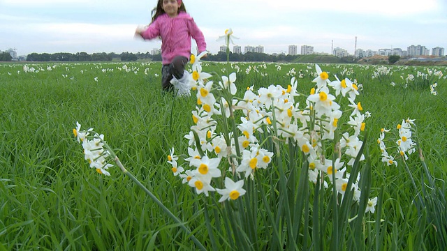 WS女孩在绿色的田野与水仙花/特拉维夫，丹大都会，Isarel视频素材