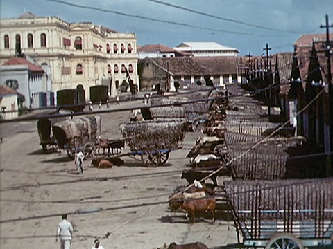 1939年，斯里兰卡科伦坡，HA WS大群牛车和牛视频素材