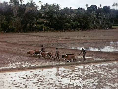 1939年，斯里兰卡HA WS农民与牛队在稻田工作视频素材