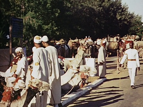 1939年，大批骆驼在埃及开罗街头休息视频素材