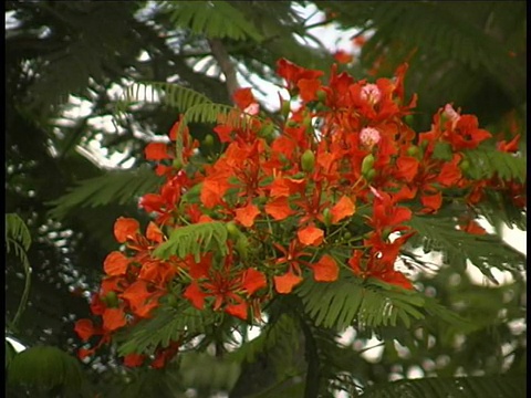 cuboyant Tree blossom，古巴视频素材