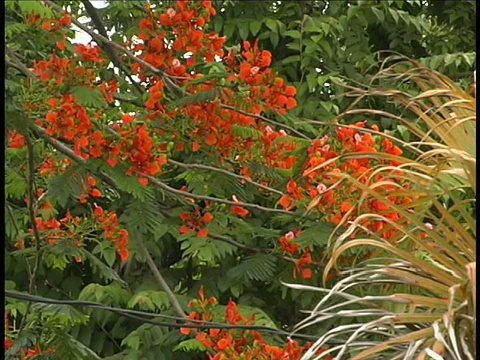 cuboyant Tree blossom，古巴视频素材