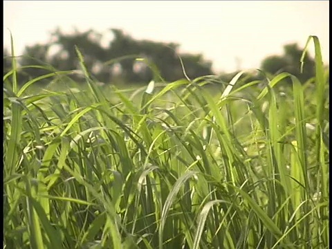 cuu，选择性聚焦，绿色的草叶在微风中摇曳，古巴视频素材