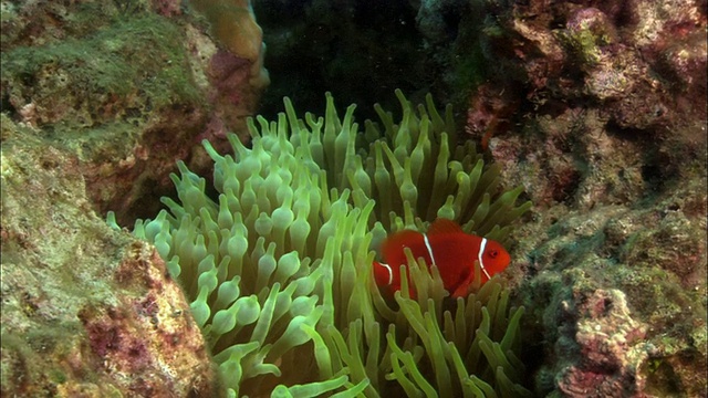 铜，球触手海葵和棘颊海葵鱼，巴布亚新几内亚视频素材