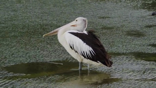 MS TU Pelican梳理水/珀斯，西澳大利亚，澳大利亚视频素材