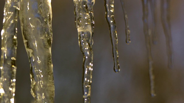 CU SLO MO icicle滴在自然背景/莫里斯敦，新泽西州，美国视频素材