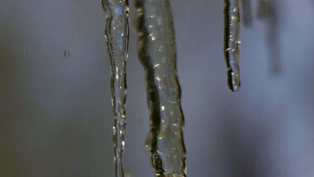 CU SLO MO icicle滴在自然背景/莫里斯敦，新泽西州，美国视频素材