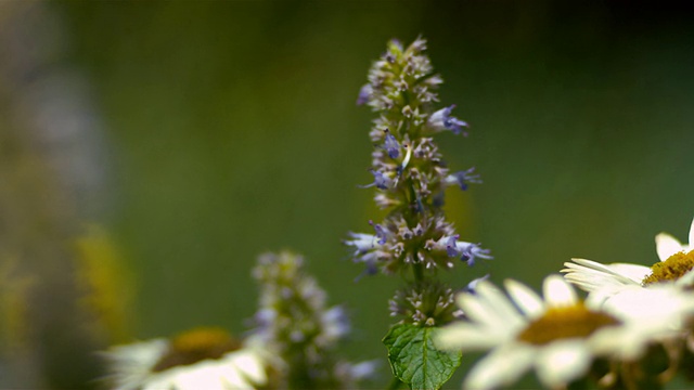 cuslo MO飞在紫色花朵上的蜜蜂/莫里斯镇，新泽西州，美国视频素材