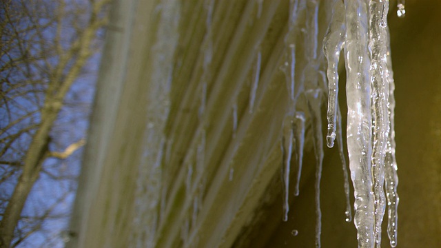 CU SLO MO icicle滴在自然背景/莫里斯敦，新泽西州，美国视频素材