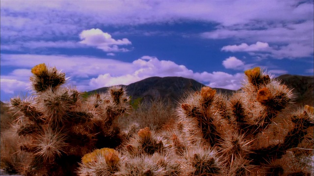 CU, T/L，仙人掌和山的背景，莫哈韦沙漠，美国加州视频素材