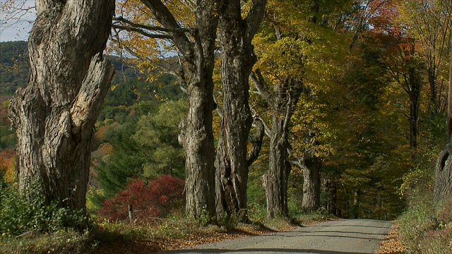 乡村道路和老树视频素材