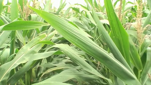 近距离手持-玉米秸秆生长在田野/美国视频素材