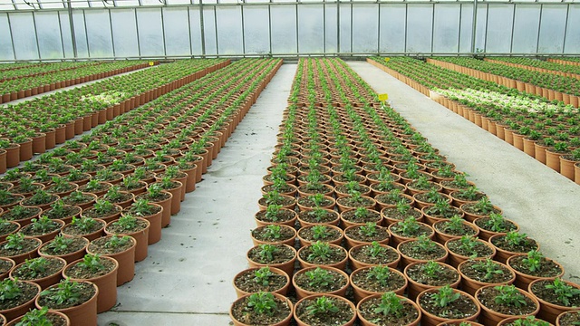 温室内有花植物的小床上，由两名工人(男女)跪着照料植物视频素材