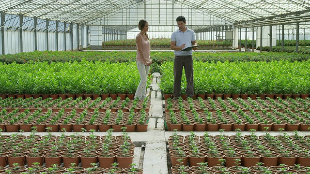 在温室小开花植物苗床上，两名工人(男、女)讨论植物;人持有剪贴板视频素材