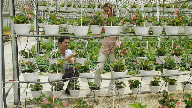 在巨大的温室里，男男女女在悬挂植物架上工作视频素材