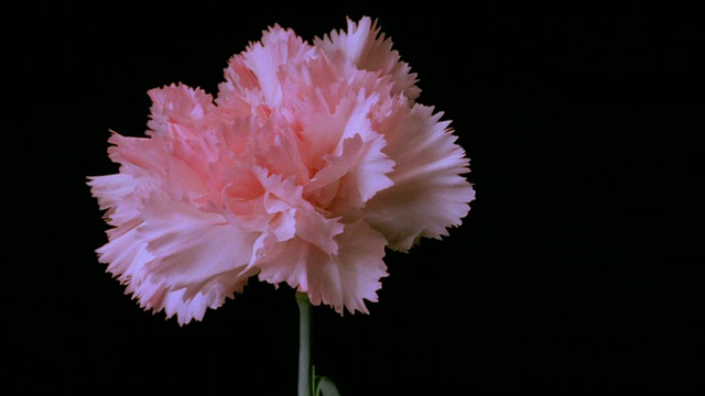 T/L, CU，粉红色康乃馨在黑色背景下开放视频素材
