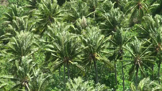 法属波利尼西亚风椰子树种植园视频素材