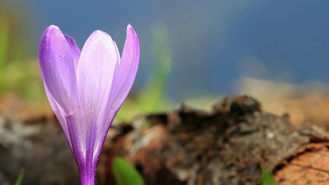 紫色番红花宏高清视频素材