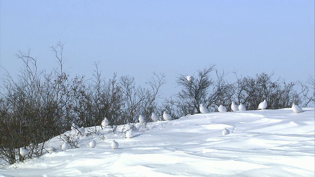 加拿大曼尼托巴省丘吉尔市的房屋被大雪覆盖视频素材