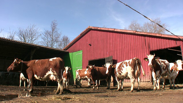 whole foods有机农场'herd of cows' HD视频素材