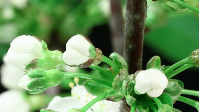 樱花盛开HD树视频素材