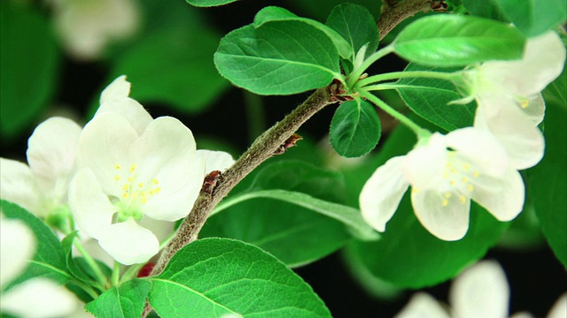 苹果树花盛开视频素材