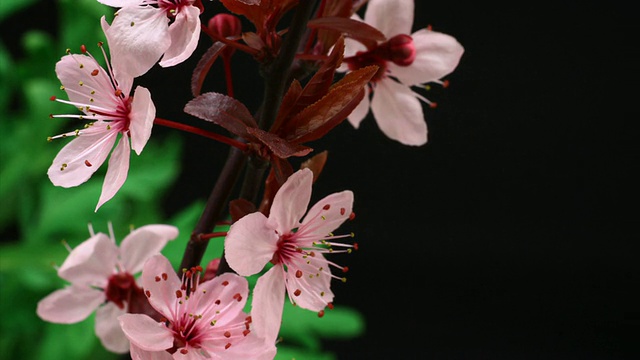 粉红色的樱花盛开视频素材