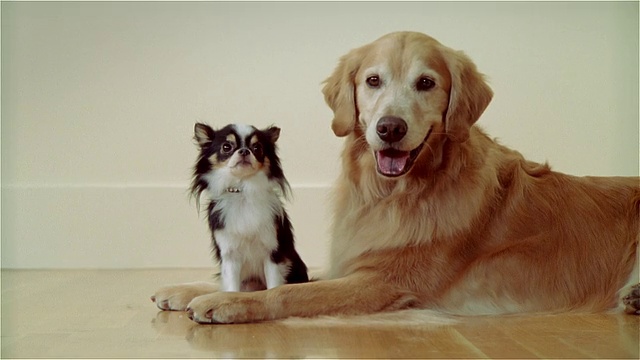 CU，金毛猎犬和长毛吉娃娃视频素材