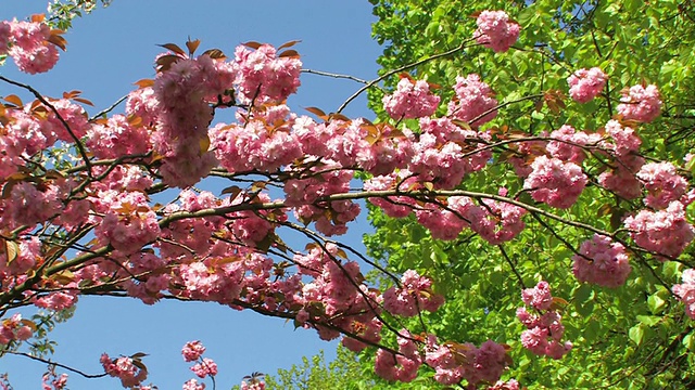 日本樱花-粉红色视频素材