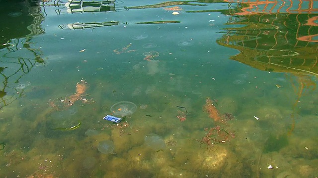 海湾里的海水被污染了视频素材